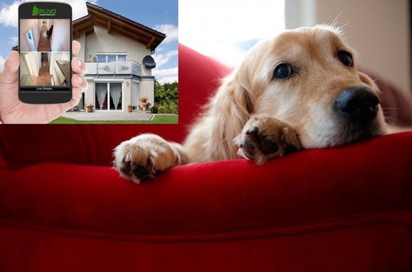 ¿Es posible instalar alarmas en viviendas con mascotas?